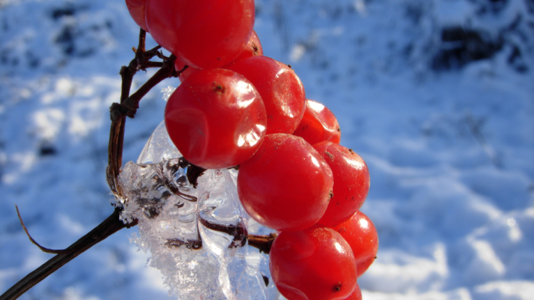 Best fruits to eat in Winter