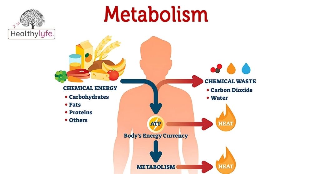 The Importance of Proteins in the Human Body