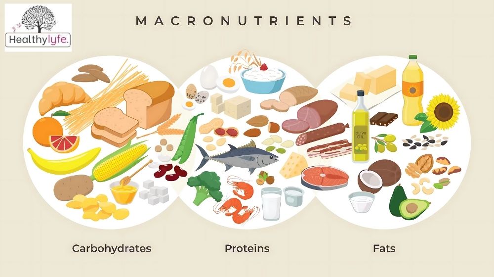 The Importance of Proteins in the Human Body