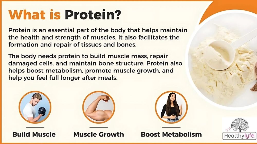 The Importance of Proteins in the Human Body