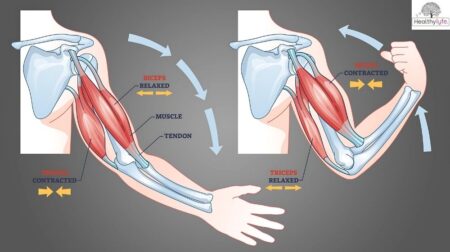 Biceps vs. Triceps: A Complete Guide for Muscle Growth